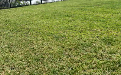 Photo of Clara T.'s yard after getting lawn care in St Johns, FL