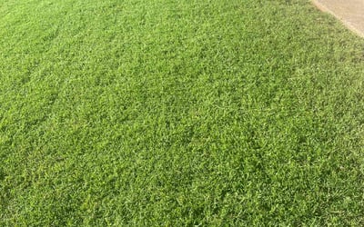 Photo of David L.'s yard after getting lawn care in Fairborn, OH