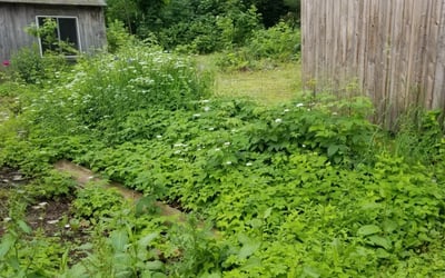 Photo of LESLIE D.'s yard after getting lawn care in York, ME