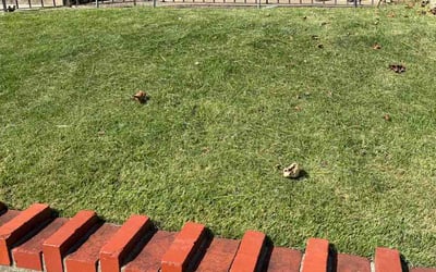 Photo of Angela K.'s yard after getting lawn care in Laurel, MD