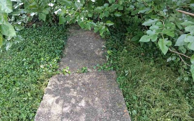 Photo of Glenda S.'s yard after getting lawn care in Taylors, SC