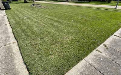 Photo of Carolyn J.'s yard after getting lawn care in Chico, CA