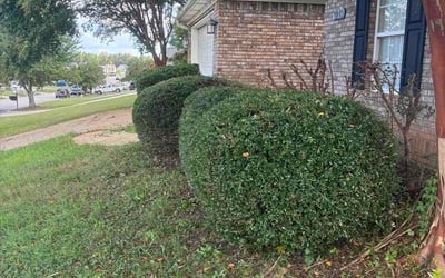 Photo of Kala F.'s yard after getting lawn care in Alton, IL