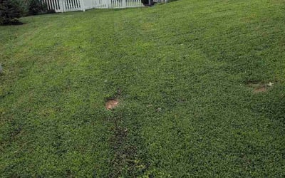 Photo of Yasser B.'s yard after getting lawn care in Shorewood, IL
