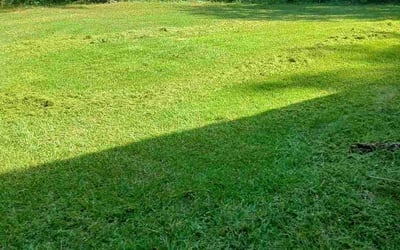 Photo of Deandre D.'s yard after getting lawn care in Calumet City, IL