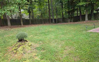 Photo of Maggie R.'s yard after getting lawn care in Maumee, OH