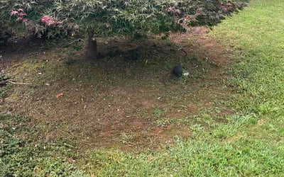 Photo of Michaela D.'s yard after getting lawn care in Mount Washington, KY