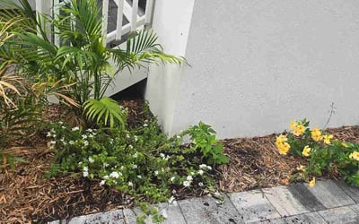 Photo of Elizabeth D.'s yard after getting lawn care in Selma, CA