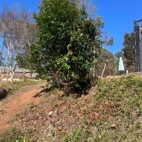 Bush Trimming by Q&A landscaping reviewed on June 3, 2021
