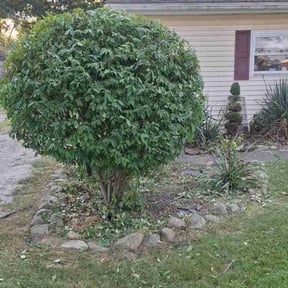 Bush Trimming by Scott Basinger lawn care reviewed on April 28, 2025