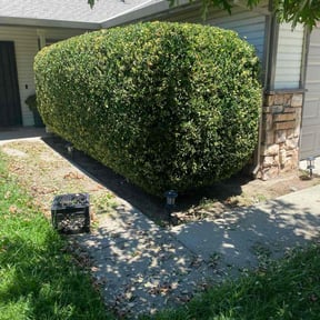 Bush Trimming by Under Pressure reviewed on October 12, 2022