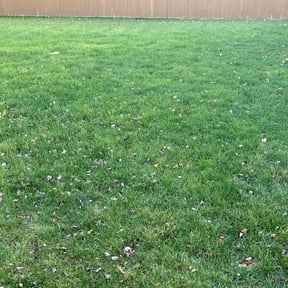 Leaf Removal by Captain's Lawn Service reviewed on October 11, 2022