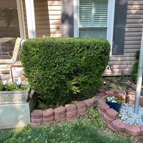 Bush Trimming by Garden of Eden Lawn Care Services reviewed on June 10, 2021
