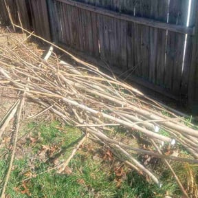 Bush Trimming by Paul and Paul lawn service and landscaping reviewed on July 18, 2022
