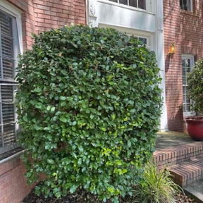 Bush Trimming by MPV Landscaping reviewed on October 11, 2022