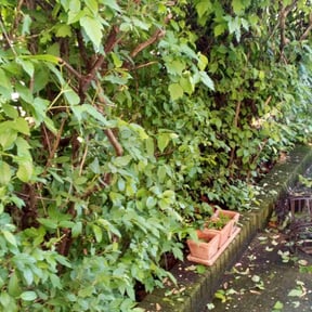Bush Trimming by Fine Line Landscaping reviewed on December 9, 2021