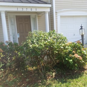 Bush Trimming by LSLTDallas/FortWorthTruGreen reviewed on June 28, 2025