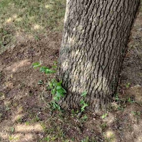 Cleanups by AlwaysTheBest LawnCare reviewed on August 8, 2024