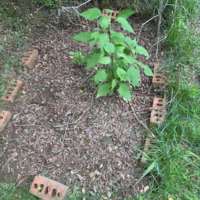 Flower Bed Weeding by Ras property Management reviewed on July 23, 2021