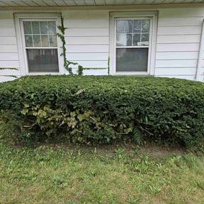 Bush Trimming by RichWood Lawn Services reviewed on August 6, 2022