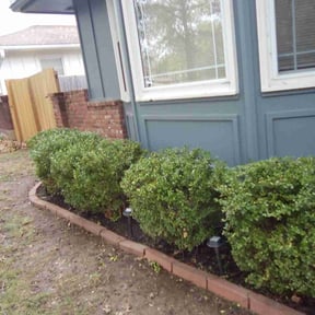 Bush Trimming by BD's Platinum Lawncare LLC reviewed on April 12, 2022