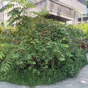 Bush Trimming by JA Performance Outdoor Services reviewed on April 14, 2025