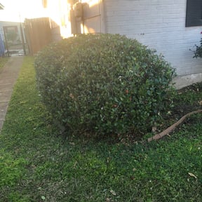 Bush Trimming by A&R Property Preservation reviewed on August 11, 2025