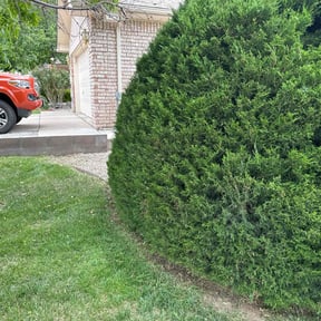 Bush Trimming by Whittaker Landacape Services reviewed on May 31, 2023