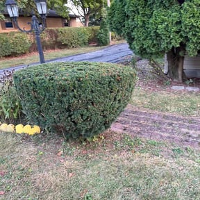 Bush Trimming by J and M Lawn Service and More LLC reviewed on July 6, 2022