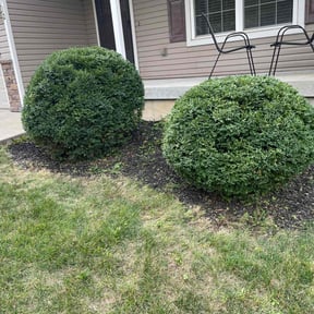 Bush Trimming by Bryan English LLC reviewed on June 7, 2022