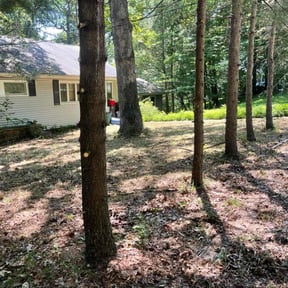 Bush Trimming by Juniors mow and go reviewed on September 17, 2021