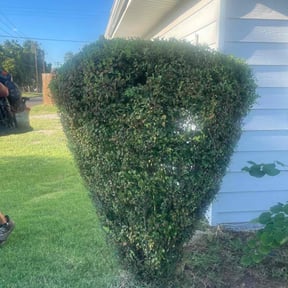 Bush Trimming by Thompson lawn care reviewed on July 28, 2021