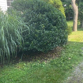 Bush Trimming by King of Lawn Care LLC reviewed on February 28, 2022
