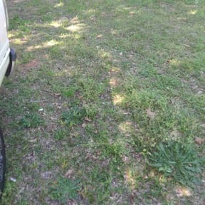 Leaf Removal by Osment Lawn Care reviewed on August 13, 2025