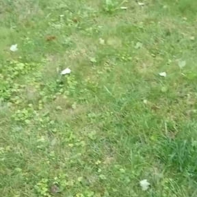 Cleanups by LOCAL Landscaping & Lawn Maintenance reviewed on October 24, 2022