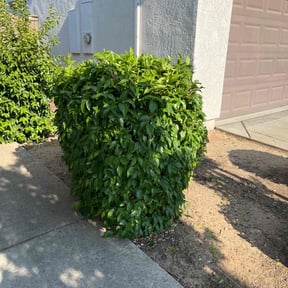 Bush Trimming by Diego Mojica Lawn Care reviewed on July 29, 2025