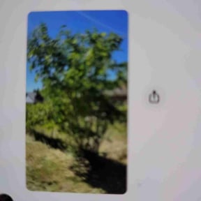 Bush Trimming by Finns landscaping reviewed on November 18, 2024