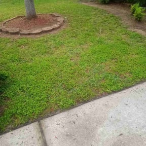Lawn Seeding by Isabell lawn services reviewed on June 20, 2022