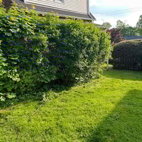 Bush Trimming by Green's lawn care reviewed on June 14, 2022