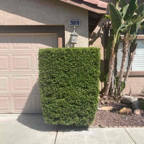 Bush Trimming by Q&R landscaping solutions reviewed on July 27, 2022