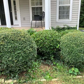 Bush Trimming by Ridgewood Landscape Management llc. reviewed on April 29, 2025