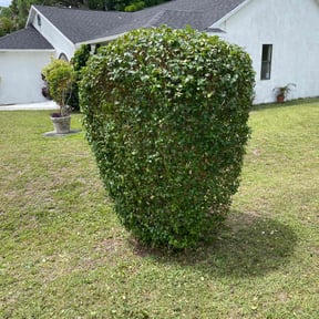Bush Trimming by I4-75-95 connections LLC reviewed on May 20, 2022