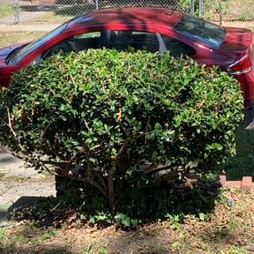 Bush Trimming by Js Lawn Care reviewed on August 22, 2024
