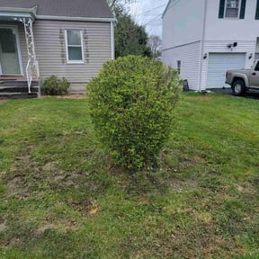 Bush Trimming by Jae The Gardener reviewed on June 16, 2022