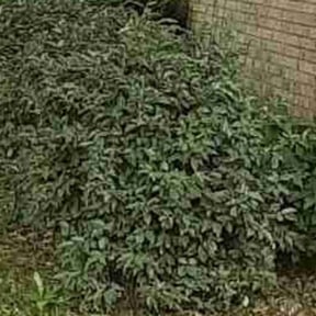Bush Trimming by Solis Landscaping & Maintenance LLC reviewed on September 4, 2024