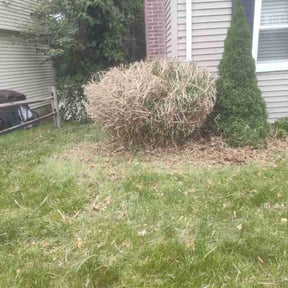 Bush Trimming by A Cut Above Landscaping & Lawn LLC reviewed on May 10, 2022