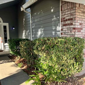 Bush Trimming by Mojica Lawn Care reviewed on August 27, 2024