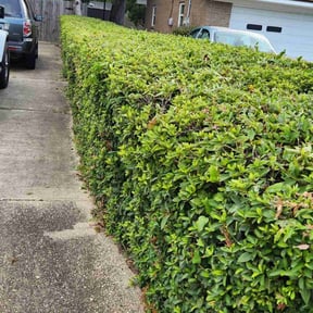 Bush Trimming by Gaston S Lawn Care reviewed on July 7, 2025