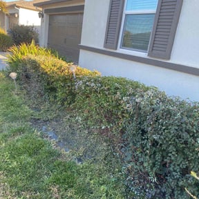 Bush Trimming by jd landscaping reviewed on October 21, 2021
