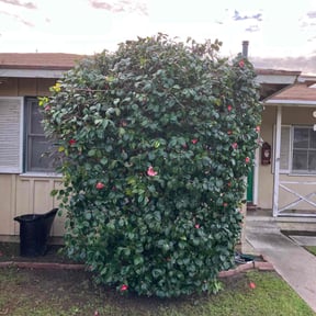 Bush Trimming by Smith and son&#039;s lawn care reviewed on July 17, 2020